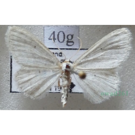 Idaea subsericeata (Haworth, 1809) Czech40g